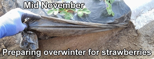 Preparing overwinter for strawberries (Winter care of strawberry plants)