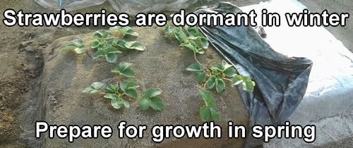 Winter is the dormancy period for strawberries (Keeping strawberry plants over winter)