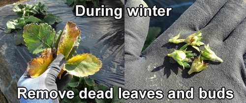 During winter, we remove dead leaves and buds