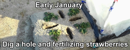 Fertilizing strawberries