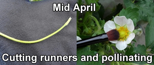 Cutting runners on strawberry plants and pollinating strawberries