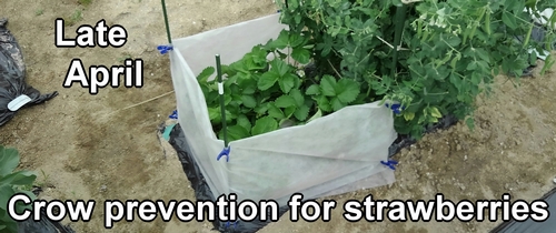 Crow prevention for strawberries (Protecting strawberries from birds)