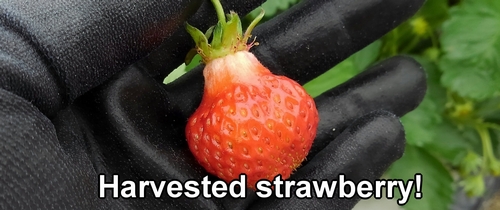 Harvested strawberry