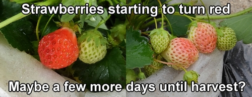 Strawberries starting to turn red