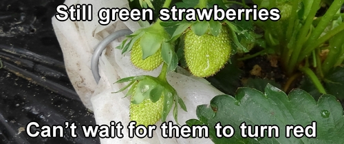 Still green strawberries