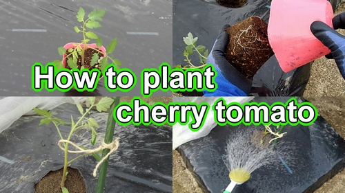 How to plant cherry tomato (Best way to plant cherry tomatoes)