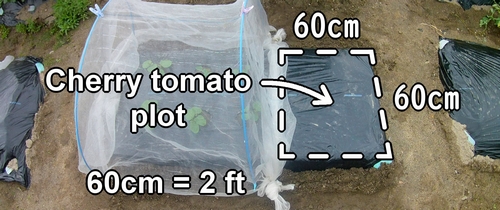 Cherry tomato patch (Cherry tomato growing area)