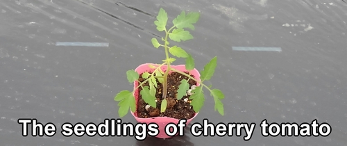 The seedlings of cherry tomato