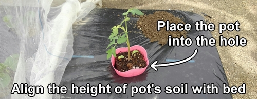 Place the potted cherry tomato seedling into the hole