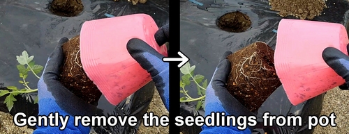 Take the cherry tomato seedling out of the pot