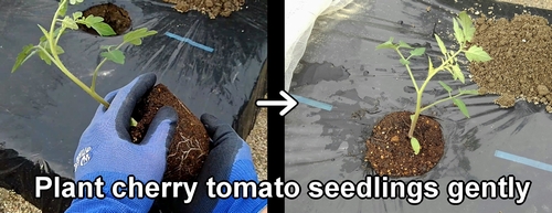 Plant cherry tomato seedlings gently