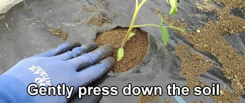 Gently press down the soil