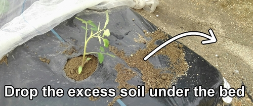 Any excess soil from planting seedlings should be dropped beneath the bed