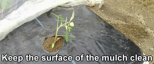 Keep the surface of the mulch clean