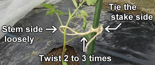 Tie the twine to support the cherry tomato plant