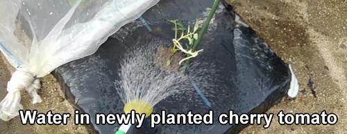 Water in newly planted cherry tomato