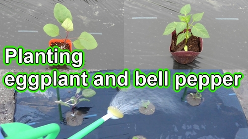 Planting eggplant and bell pepper (How to plant japanese eggplant and bell pepper)