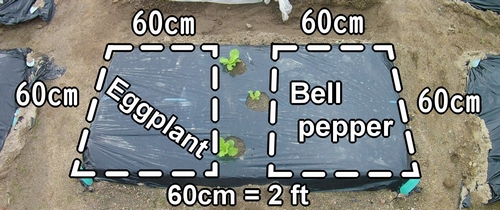 Eggplant and bell pepper patch (Eggplant and bell pepper growing area)