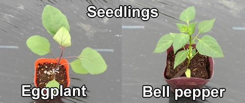 Eggplant and bell pepper seedlings