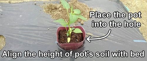 Place the potted eggplant and bell pepper seedlings into the hole