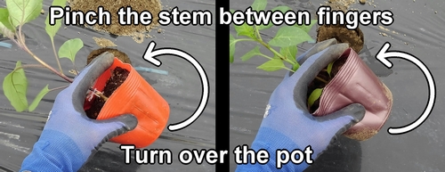 Pinch the stem of the eggplant and bell pepper plant between fingers