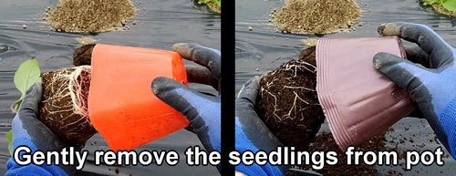 Take the eggplant and bell pepper seedling out of the pot