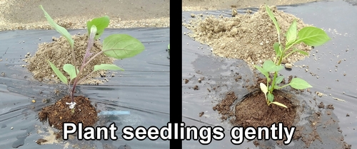 Plant eggplant and bell pepper seedlings gently