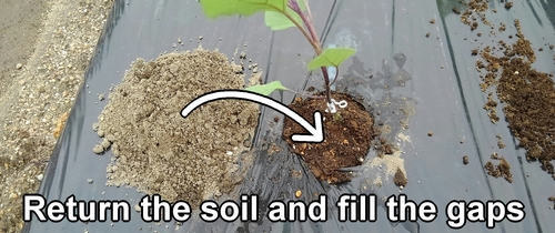 Return the soil and fill the gaps