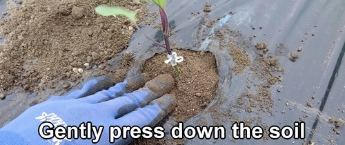 Gently press down the soil