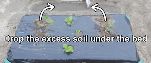 Any excess soil from planting seedlings should be dropped beneath the bed