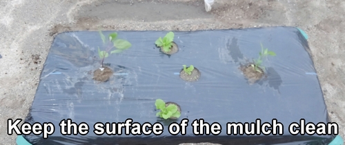 Keep the surface of the mulch clean