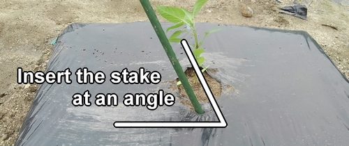 Insert the stake at an angle