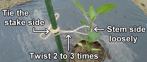 Tie the twine to support the eggplant and bell pepper plant