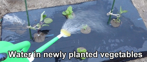 Water in newly planted eggplant and bell pepper