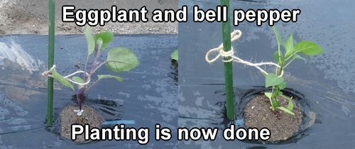 Now the eggplant and bell pepper planting is complete