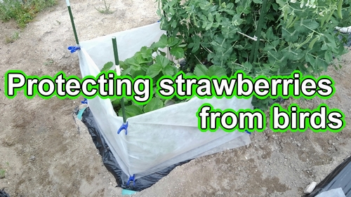 Protecting strawberries from birds (Keep crows away from strawberries)