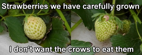 Strawberries are getting close to harvest time