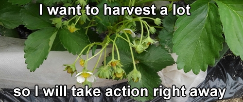 Houkou-wase strawberries (Japanese june bearing strawberry plants)