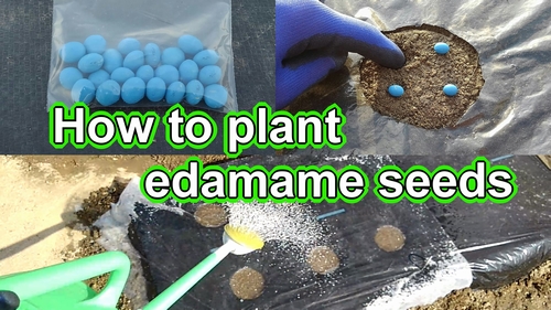 Edamame seed planting (Grow edamame from seed) – Growing edamame bean ...