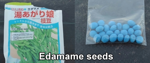 Edamame seeds