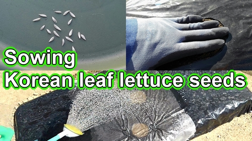 Planting Korean green leaf lettuce seeds