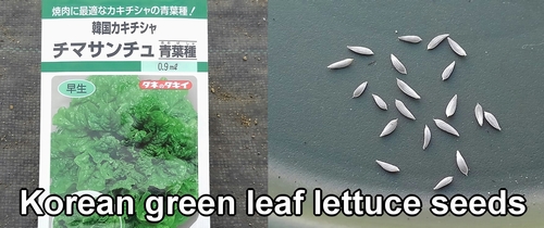 Korean green leaf lettuce seeds