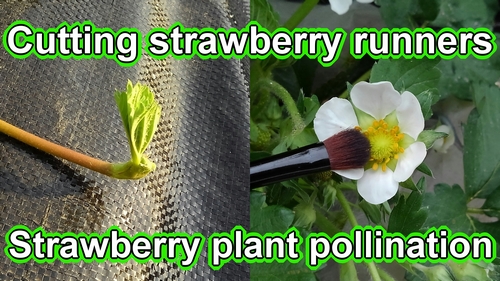 Cutting strawberry runners and strawberries self pollinating