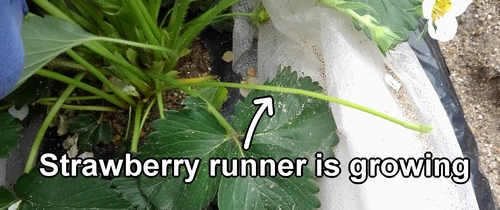 Strawberry runner