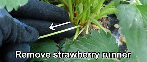 Remove strawberry runner