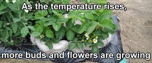 In April, the strawberry flowers have increased