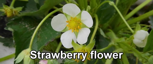 Strawberry flower