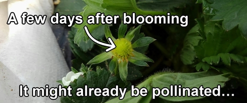 Pollinated strawberry flower