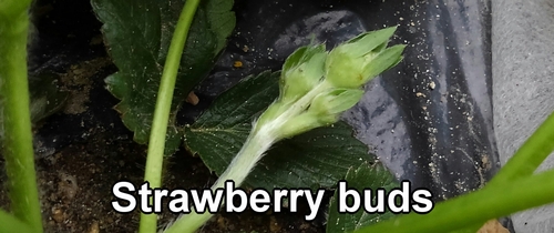 Strawberry buds