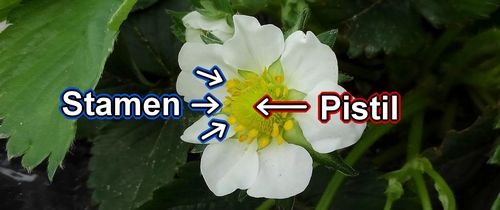 Stamens and pistils of strawberry